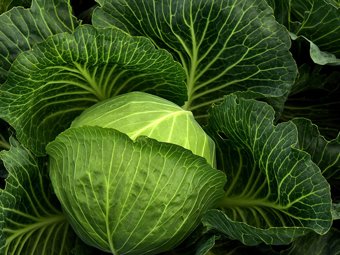 Verduras